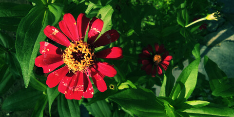 flower, garden, nature, red, flowers, plant, green, bloom, blossom, summer, floral, flora, yellow, beauty, pink, dahlia, spring, beautiful, daisy, purple, petal, bee, gerbera, macro, orange