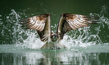A Front View Photo Of An Osprey Hunting Fish And Emerging From Splashed Water With Its Wings Spread In Sindian, Taipei