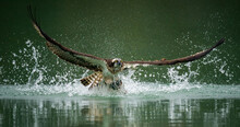 An Osprey Hunting Fish And Emerging From The Water With Its Spread Wings In Sindian, Taipei