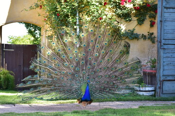 PePeacock bird wonderful feather open wheel portraitacock bird wonderful feather open wheel portrait