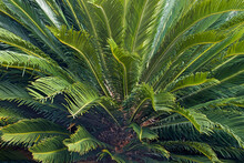 Sago Palm (Cycas Revoluta). Called King Sago, Sago Cycad And Japanese Sago Palm Also