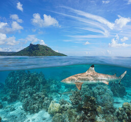 Wall Mural - Tropical seascape, island with blacktip reef shark underwater, split view over and under water surface, French Polynesia, Huahine, Pacific ocean, Oceania