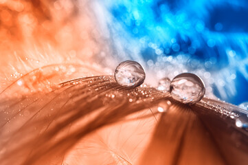 Wall Mural - beautiful abstract macro of a drop of water or dew on a bird feather. orange feather on a blue bokeh