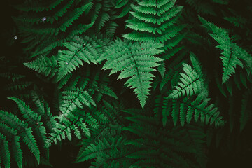 green fern leaves