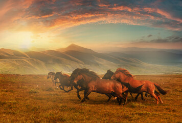 horses at mountain meadows, kazakhstan, plateau assy near almaty