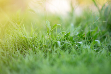 Fototapete - Close-up Grass flowers select focus background