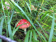 Mushrooms Under A Tree In The Forest
Non Edible Mushrooms
Big Red Fly Agaric