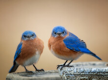 Grumpy Looking Eastern Bluebirds Perched Side By Side On Birdbath