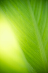 Amazing nature view of green leaf on blurred greenery background in garden and sunlight with copy space using as background natural green plants landscape, ecology, fresh wallpaper concept.