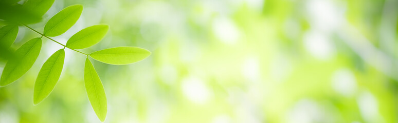 Wall Mural - Amazing nature view of green leaf on blurred greenery background in garden and sunlight with copy space using as background natural green plants landscape, ecology, fresh wallpaper concept.