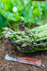 Wall Mural - Freshly cut green asparagus in the garden.