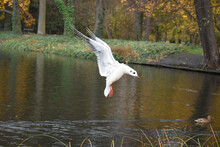 Seagull Landing On The Water