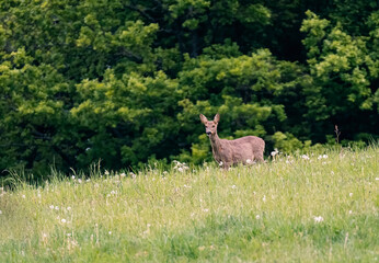 Wall Mural - Deer in the meadow. Roe deer in the woods. 