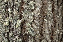 Close Up On Lichen Growing On Tree Bark