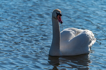 Sticker - swan in the lake