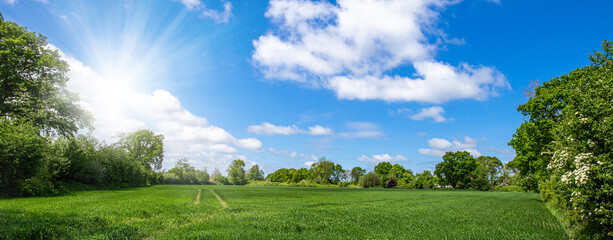 landscape of green field and blue sky