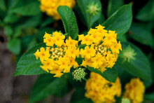 Yellow Lantana Camara Flower