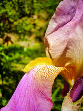 Close Up Of A Bearded Iris Showing The Yellow Beard