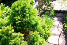Conica Spruce. Canadian Spruce. Young Green Needls Of Spruce