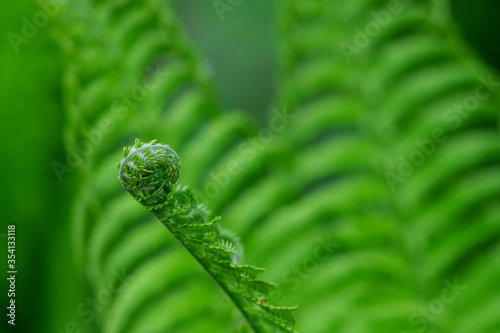 Fern leaves grow in the forest.