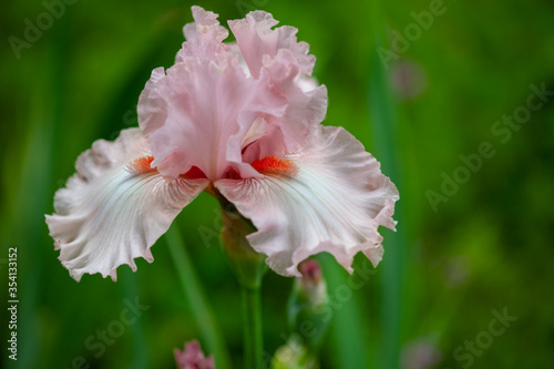Beautiful pink iris flowers grow in the garden.