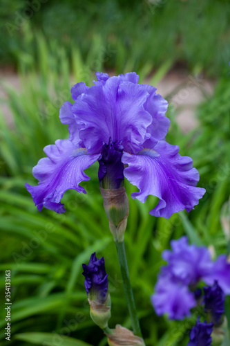 Beautiful purple iris flowers grow in the garden.