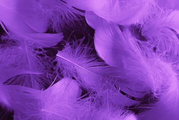 Beautiful abstract white and purple feathers on black background and soft white feather texture on white pattern and purple background, feather pink background, purple banners