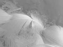 Beautiful Abstract White Feathers On White Background And Soft Black Feather Texture On White Pattern And Light Background, Gray Feather Background, Grey Banners