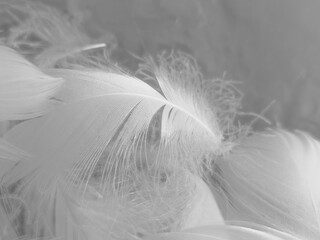 Wall Mural - Beautiful abstract white feathers on white background and soft black feather texture on white pattern and light background, gray feather background, grey banners