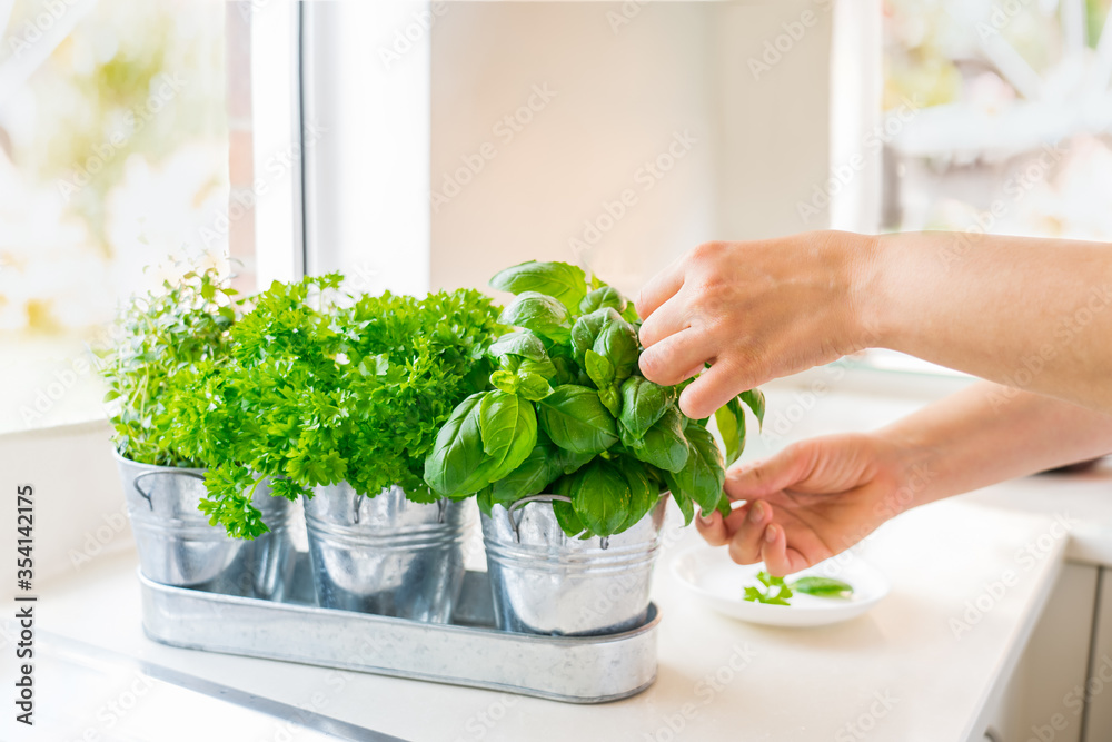 Close up woman's hand picking leaves of basil greenery. Home gardening on kitchen. Pots of herbs with basil, parsley and thyme. Home planting and food growing. Sustainable lifestyle, plant-based food