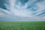 Fototapeta Mapy - green field and blue sky with clouds