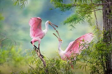 Roseate Spoonbills Sparring in Iberia Parish Louisiana 