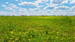 Green field and forest on the horizon at sunny day wide angle view