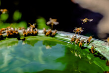 Bee Swarm Drinks Water From A Bucket. Selective Focus