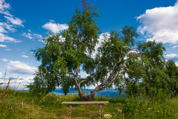 Canvas Print - Empty wooden bench on the mountain top.