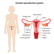 Female reproductive system with main parts labeled. The location of the reproductive system in the female body. Medical vector illustration in flat style on white background.