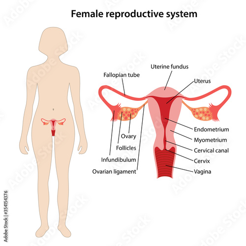 Labeled Female Body Parts Diagram / Chapter 5 Male And Female Reproductive Systems - Medical ...