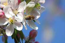 A Honey Bee Gathering Pollen From An Apple Tree Blossom