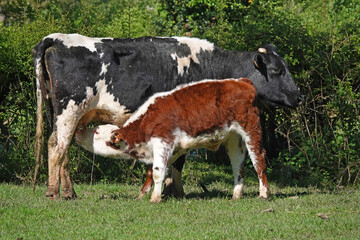 A young calf feeding from its mother