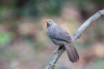 Wall Mural - Jungle Babbler or Turdoides Striata with a worm in Thattekkad, Kerala, India