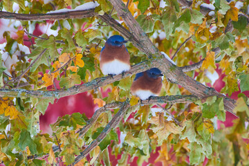 Two Bluebirds in Winter Tree