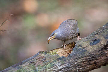 Wall Mural - Jungle Babbler or Turdoides Striata with a worm in Thattekkad, Kerala, India