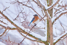 Bluebird In Tree Winter