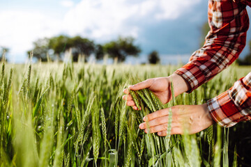 Wall Mural - Farmer touches the spikelets of young green wheat and checking the ripeness level of the harvest. Agronomist analyzes the growing grains on the field. Agricultural and farm concept.