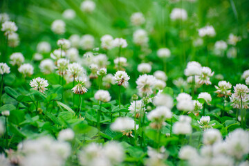 Wall Mural - A field of blooming white clover flowers