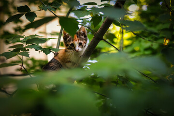 a small kitten sits on a green tree branch in summer