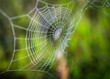 © Ирина Фроликова - beautiful big white spider web on the background of fresh green grass in the field