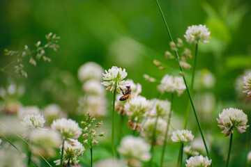 A field of blooming white clover flowers and honey bees