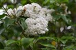 © tamu - Kalmia flowers / Ericaceae evergreen shrub