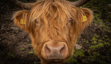 Fototapeta Miasto - cow on the farm